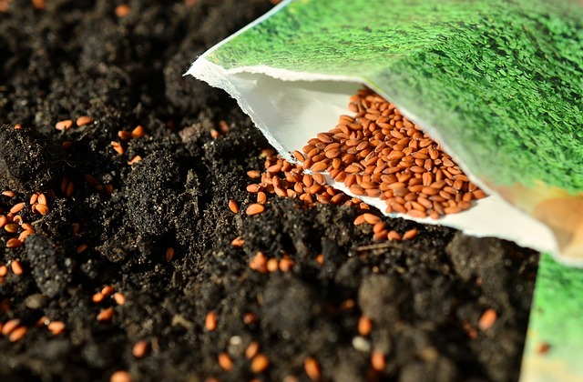 sow seed photo